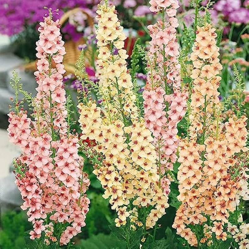 Antique rose verbascum samen for anpflanzung