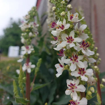 Oxtail Verbascum Blumensamen zur Aussaat hochwertige Qualitäts- Traditionssorte & ohne Gentechnik Samen Hausgarten