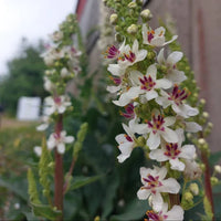 Oxtail Verbascum Blumensamen zur Aussaat hochwertige Qualitäts- Traditionssorte & ohne Gentechnik Samen Hausgarten