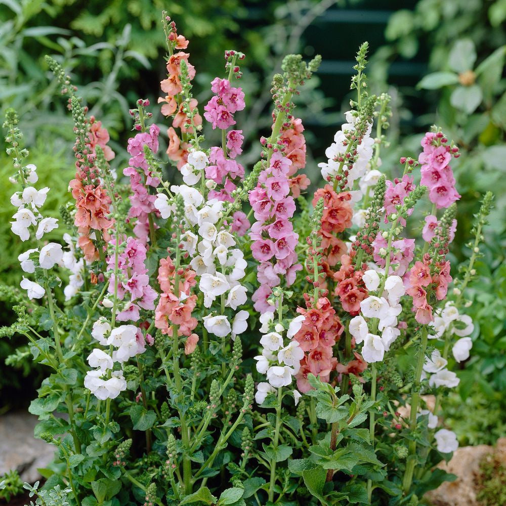 Gemischt Phoeniceum Blumensamen zur Aussaat – Garten beliebt – Traditionssorte & ohne Gentechnik Samen Hausgarten