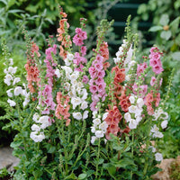 Gemischt Phoeniceum Blumensamen zur Aussaat – Garten beliebt – Traditionssorte & ohne Gentechnik Samen Hausgarten