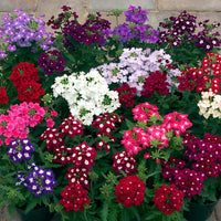 Verbena blume samen for anpflanzung hardy variety heirloom & gmo free samen for home garten 
 
 sale for anpflanzung in home garten