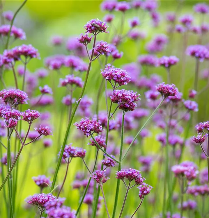 Traditionssorte Trailing Eisenkraut Blumensamen zur Aussaat saisonal Dauerblüher Traditionssorte & ohne Gentechnik Samen Hausgarten