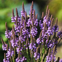 Vervain Hastata Blumensamen zur Aussaat saisonal Dauerblüher Traditionssorte & ohne Gentechnik Samen Hausgarten