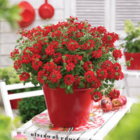 Rot Eisenkraut Scarlet Blumensamen zur Aussaat Garten beliebt Traditionssorte & ohne Gentechnik Samen Hausgarten