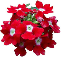 Verbena didyma rot blumen for garten