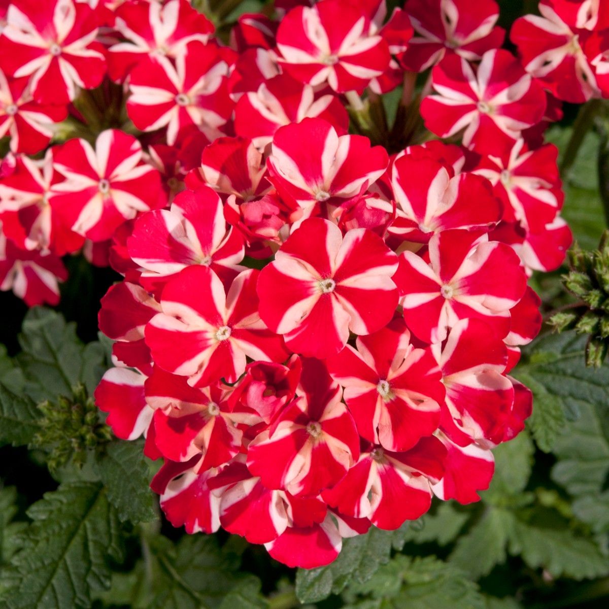 Stripe Eisenkraut Blumensamen zur Aussaat – Wildblume Mischung – Traditionssorte & ohne Gentechnik Samen Hausgarten