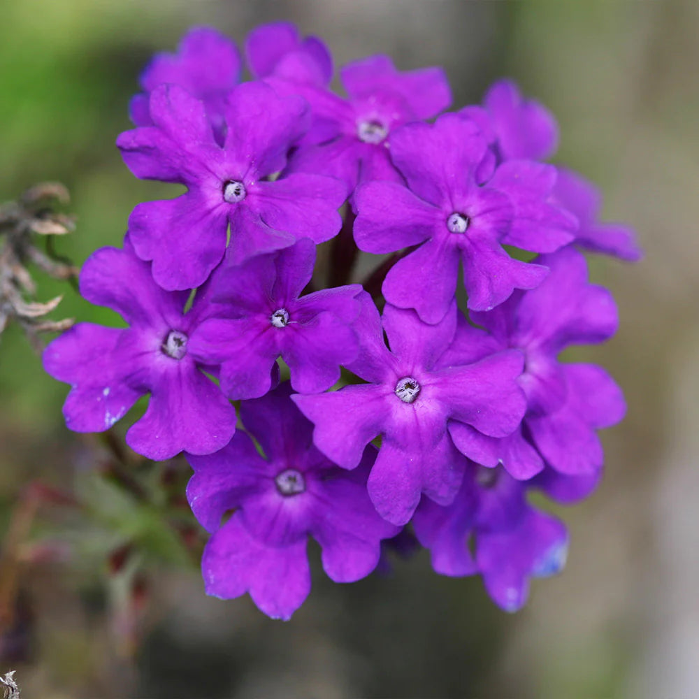Blau Eisenkraut Blumensamen zur Aussaat – Drought verträglich – Traditionssorte & ohne Gentechnik Samen Hausgarten