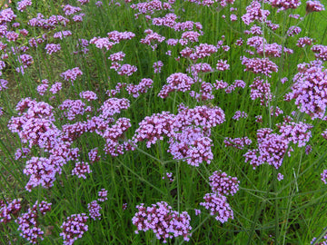 Eisenkraut Logro Bordeaux Samen Rich Bordeaux Gartenblumen