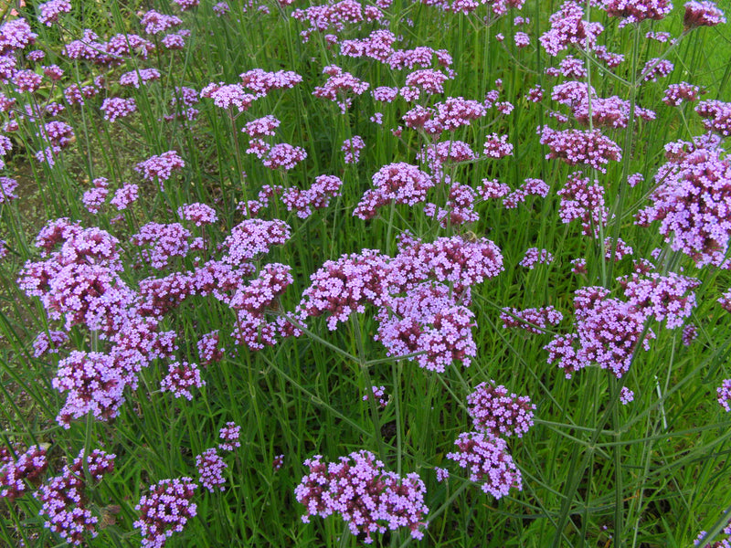 Eisenkraut Logro Bordeaux Samen Rich Bordeaux Gartenblumen