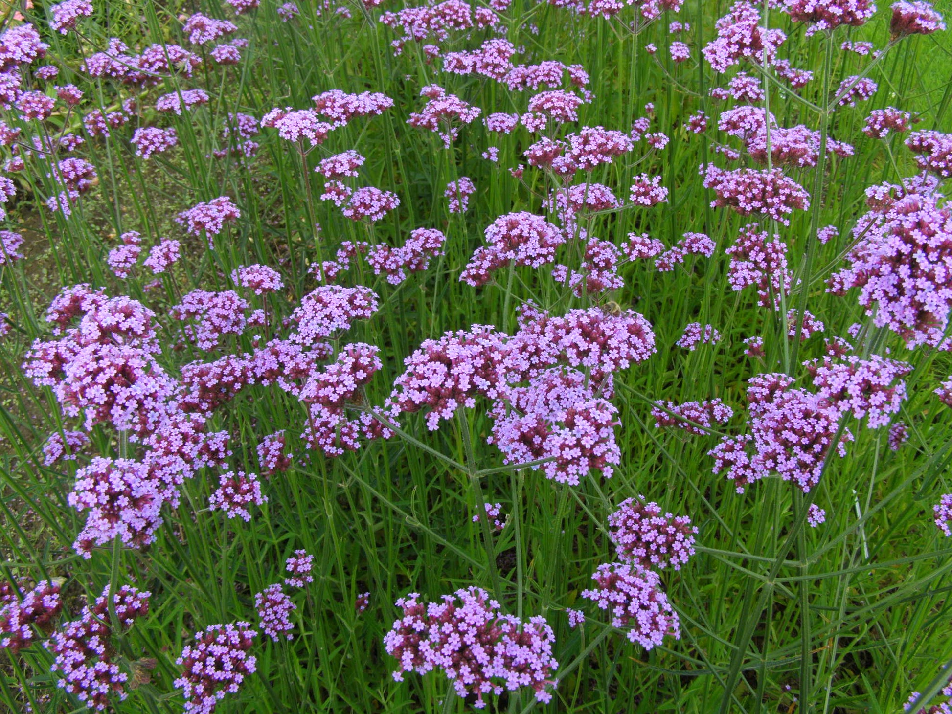 Eisenkraut Blumensamen zur Aussaat robust Sorte Traditionssorte & ohne Gentechnik Samen Hausgarten