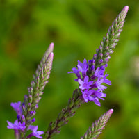 Vervain Hastata Blumensamen zur Aussaat saisonal Dauerblüher Traditionssorte & ohne Gentechnik Samen Hausgarten