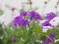 Violett Moss Eisenkraut Blumensamen zur Aussaat Halbschatten verträglich Traditionssorte & ohne Gentechnik Samen Hausgarten
