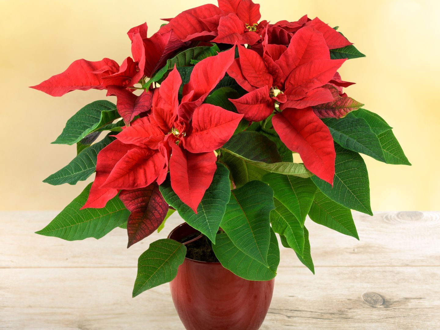 Weihnachtsstern Blumensamen zur Aussaat Anzucht Traditionssorte & ohne Gentechnik Samen Hausgarten