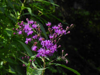 Vernonia (vernonia gigantea) samen for anpflanzung in home garten