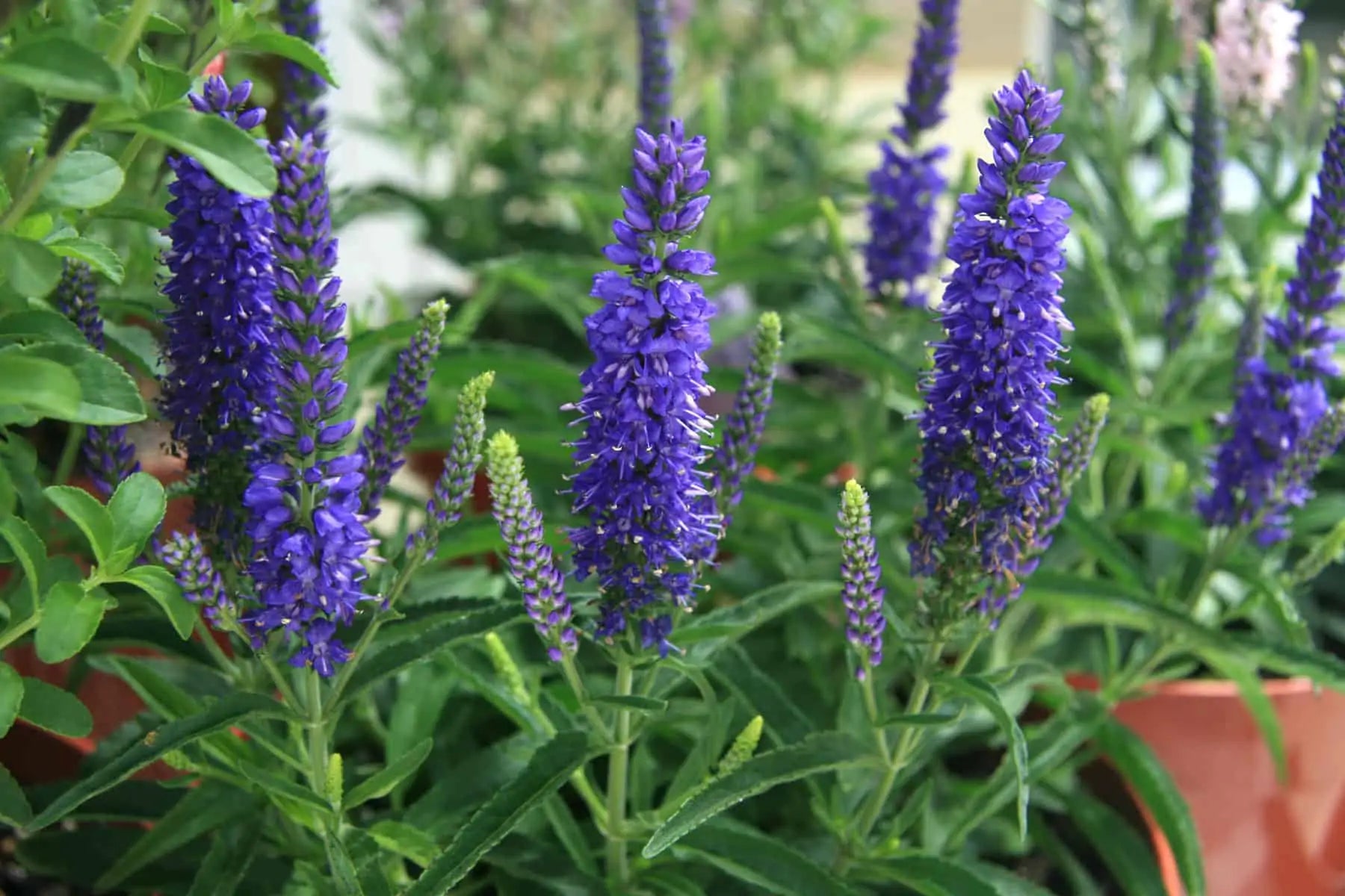 Non-gmo veronica blau samen