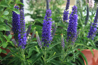 Non-gmo veronica blau samen