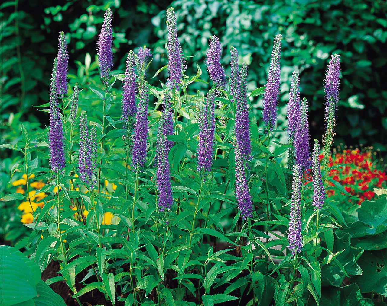 Ornamental veronica blau flowering pflanze
