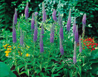 Ornamental veronica blau flowering pflanze