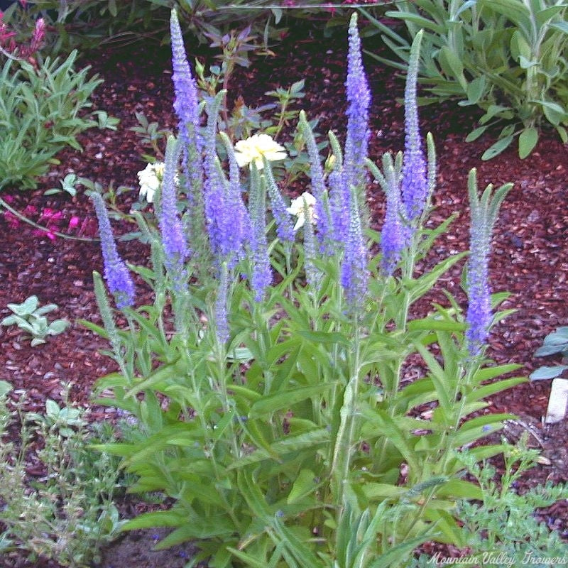 Pollinators visiting veronica blau blumen