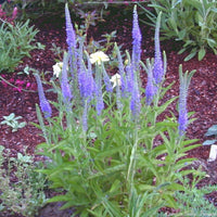 Pollinators visiting veronica blau blumen