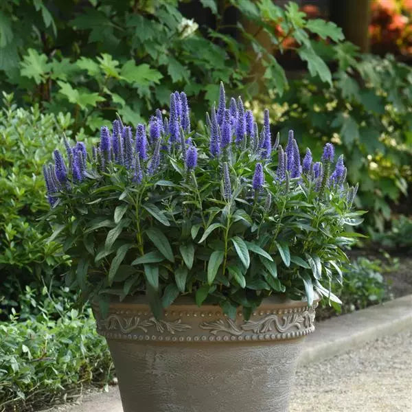 Veronica blau blume samen for anpflanzung