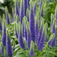 Blau Veronica Blumensamen zur Aussaat kompakt Wuchs Traditionssorte & ohne Gentechnik Samen Hausgarten