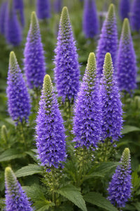 Veronica Blumensamen zur Aussaat – Halbschatten verträglich – Traditionssorte & ohne Gentechnik Samen Hausgarten