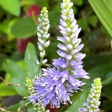 Lila veronica spicata blume samen for anpflanzung cottage garten essential heirloom & gmo free samen for home garten 
 
 sale samen for home garten anpflanzung