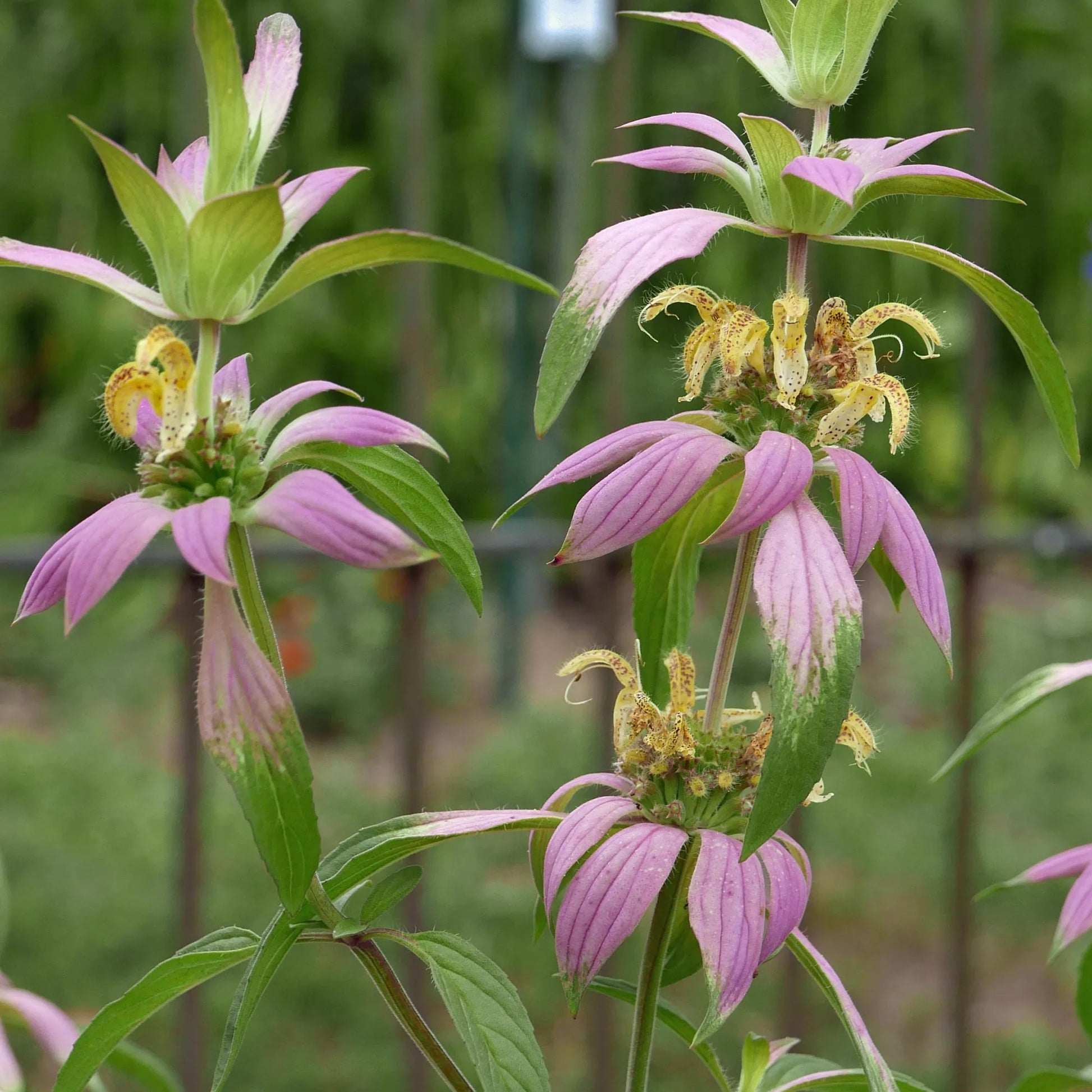 Lila Monarda Punctata Samen zur Aussaat leuchtend mehrjährige Blüten