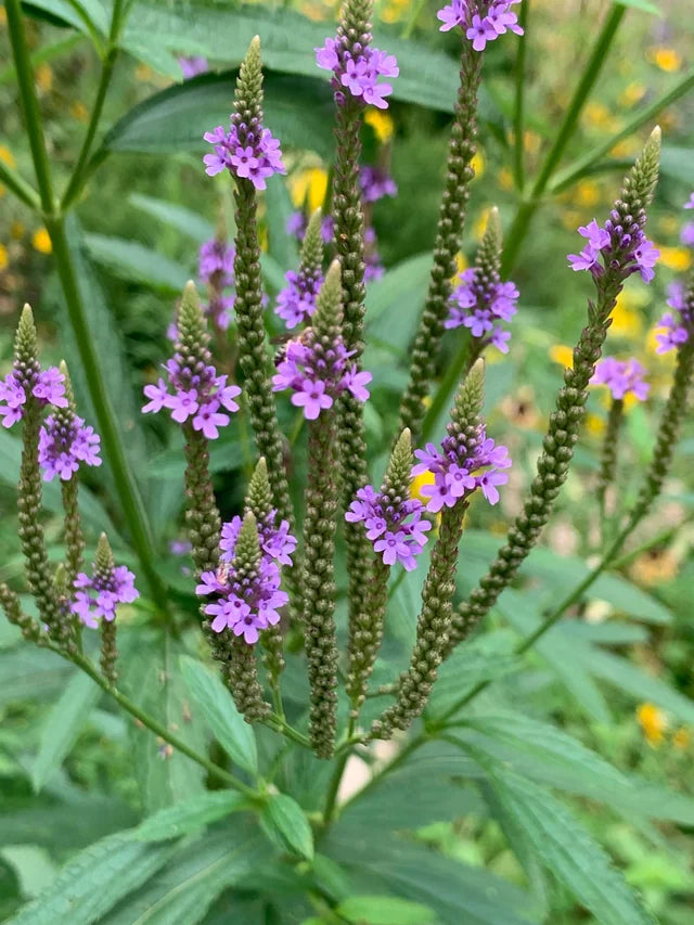 Blau vervain flowering samen for natural gardens