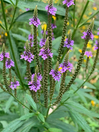 Blau vervain flowering samen for natural gardens