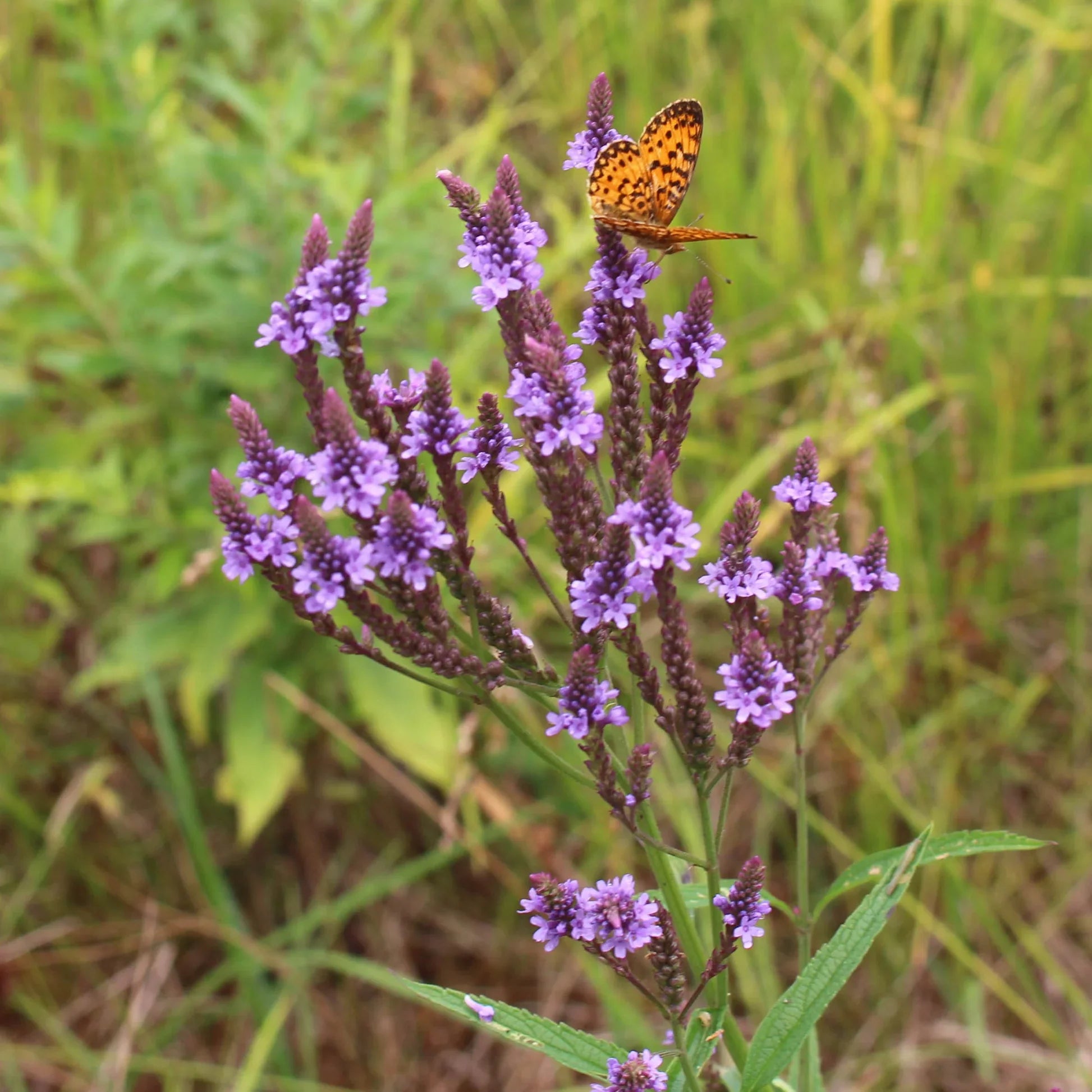 Non gmo blau vervain samen