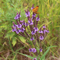 Non gmo blau vervain samen