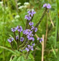 Ornamental blau vervain samen for landscapes