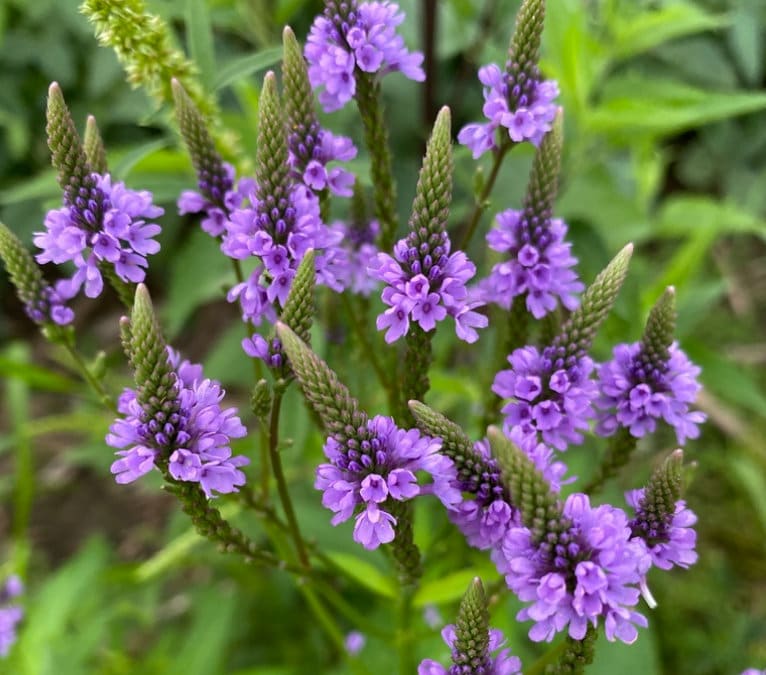 Blau vervain samen for anpflanzung