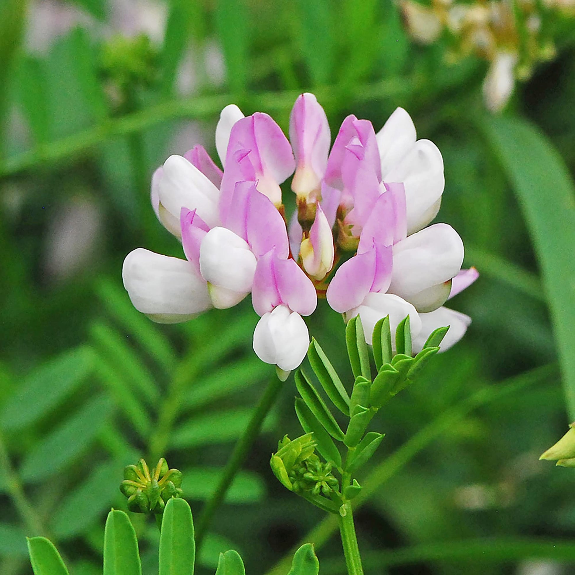 Non gmo vetch coronilla samen