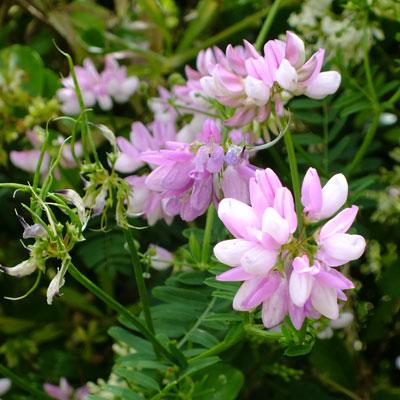Ornamental vetch coronilla flowering pflanze