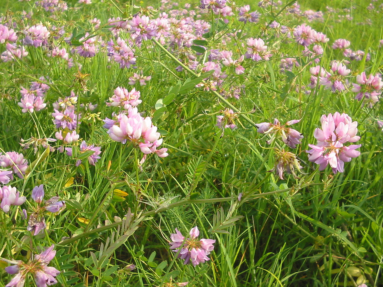 Vetch coronilla in pollinator garten