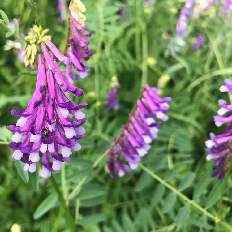 Lila Hairy Vetch Blumensamen zur Aussaat – Garten beliebt – Traditionssorte & ohne Gentechnik Samen Hausgarten