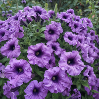Lavender (lavender petunia) samen for anpflanzung in home garten