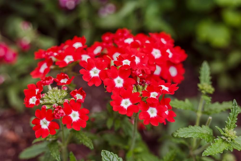 Vibrant rot verbena garten blooms