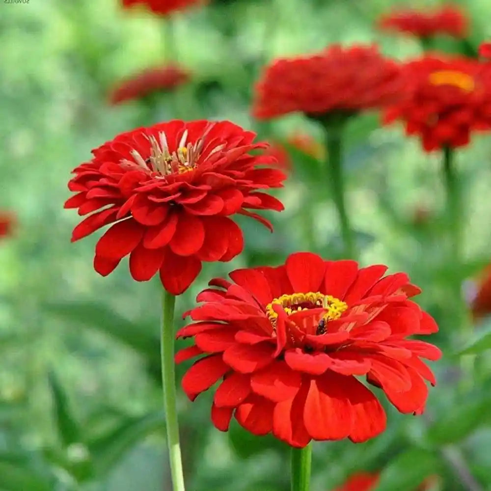 Vibrant rot zinnia garten blooms