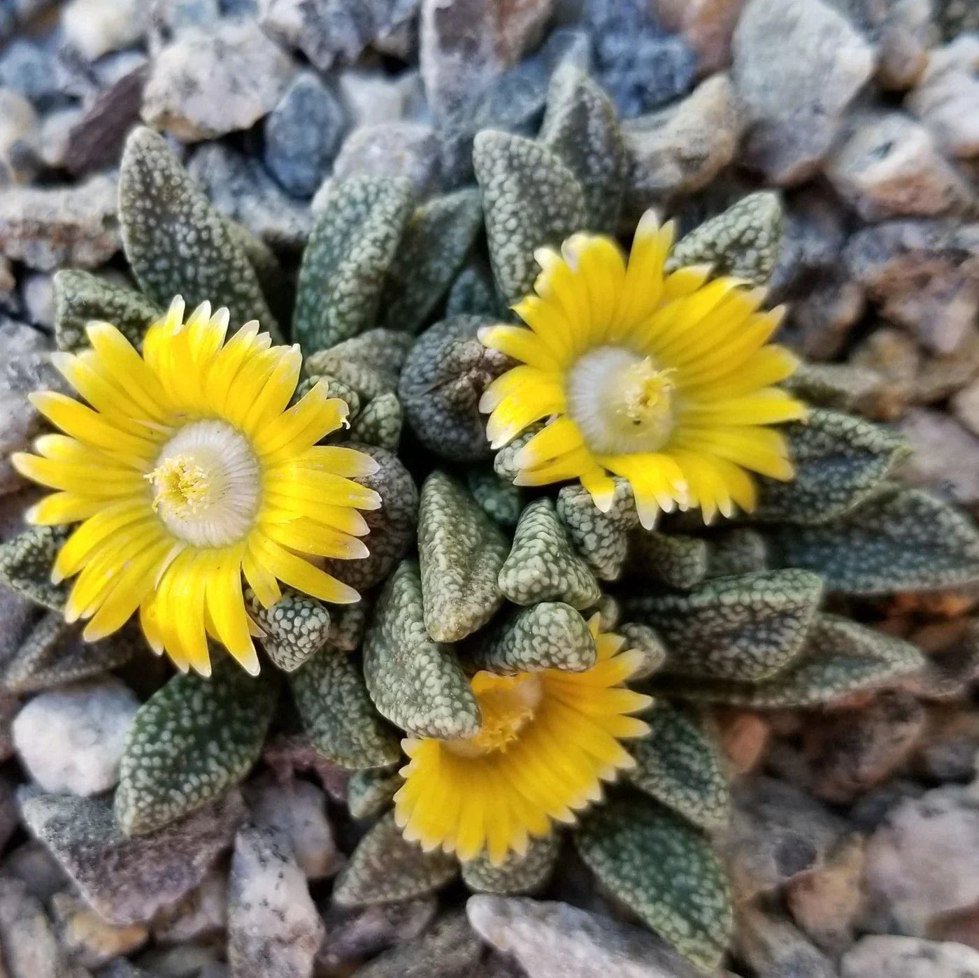 Gelb nananthus samen for anpflanzung