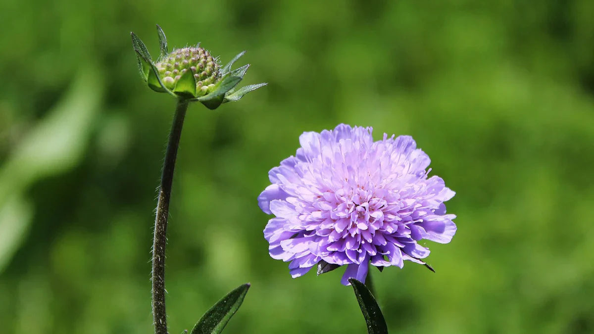 Scabiosa (scabiosa blume) samen for anpflanzung in home garten