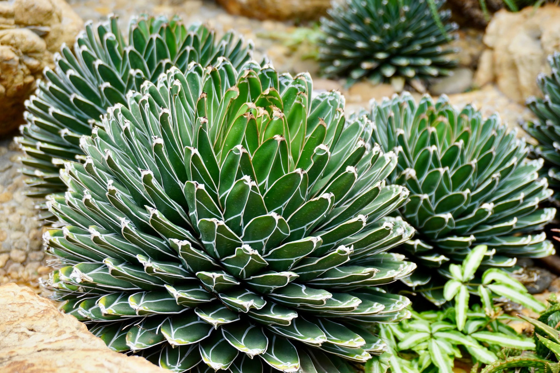 Agave Victoriae Blumensamen zur Aussaat kompakt Wuchs Traditionssorte & ohne Gentechnik Samen Hausgarten