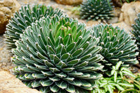 Agave Victoriae Blumensamen zur Aussaat kompakt Wuchs Traditionssorte & ohne Gentechnik Samen Hausgarten