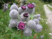 Granjas Bardana Blumensamen zur Aussaat – Wildblume Mischung – Traditionssorte & ohne Gentechnik Samen Hausgarten