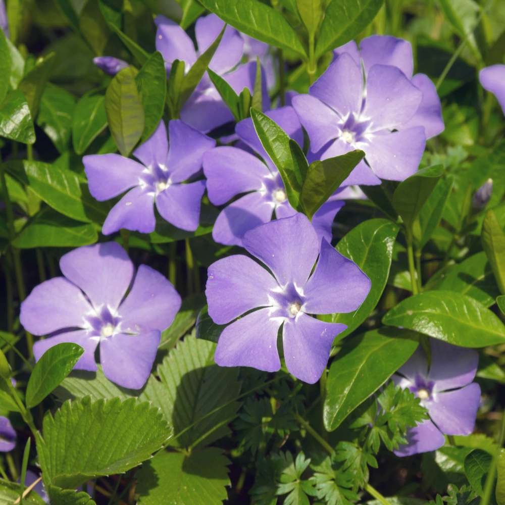Violett Immergrün Immergrün Samen zur Aussaat – Blüten