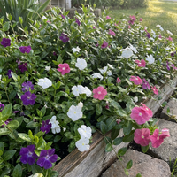 Vinca Periwinkle Blumensamen Mischung
